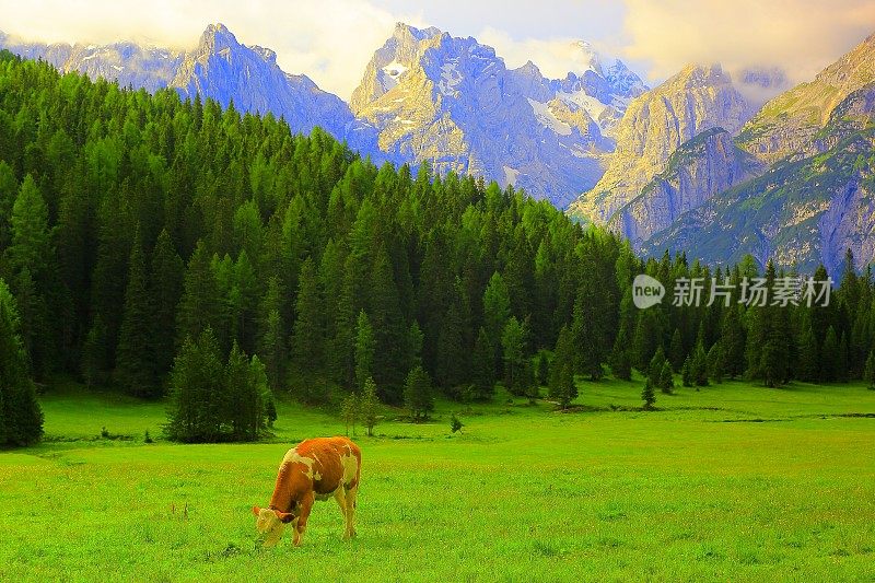 意大利南泰洛的Dolomites Green草地上的奶牛